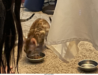 kitten Pickle in her new home