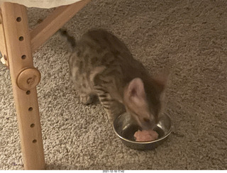 Bengal kitten Pickle first meal at new home
