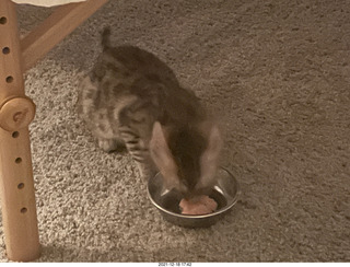 cat Potato meeting Bengal kitten Pickle in her new home