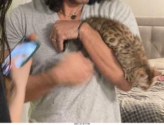 Bengal kitten Pickle at mirror