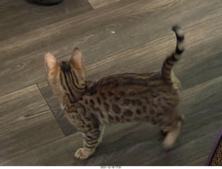 Bengal kitten Pickle at mirror