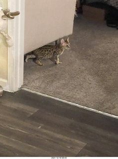 Bengal kitten Pickle