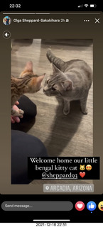 cats Potato and Pickle meeting each other