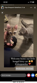 kitten Pickle and cat Potato meeting