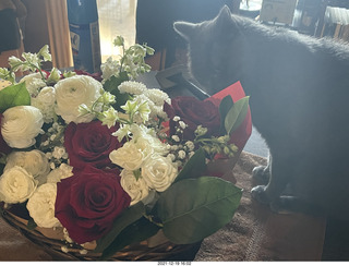Olga and Anthony gave me a lovely floral bouquet for my birthday + my cat Devin