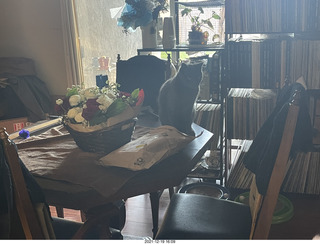 Olga and Anthony gave me a lovely floral bouquet for my birthday + my cat Devin