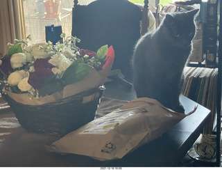 my cats Devin and Max sleeping