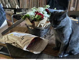 my cats Jane, Max, and Devin