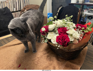 my cat Devin and flowers