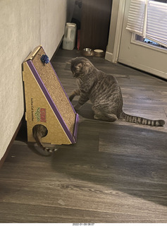 cats Potato and Pickle meeting each other