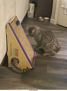 cats Potato and Pickle meeting each other