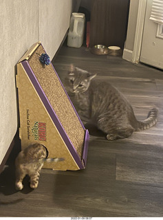 cats Potato and Pickle meeting each other