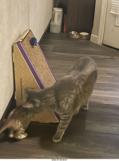 cats Potato and Pickle meeting each other