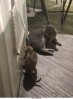 cat Potato and kitten Pickle