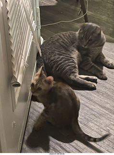 cat Potato and kitten Pickle inside