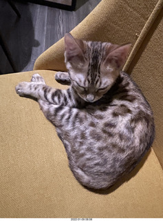 cat Potato and kitten Pickle