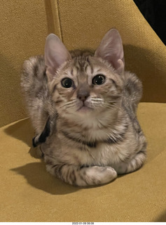 cat Potato and kitten Pickle