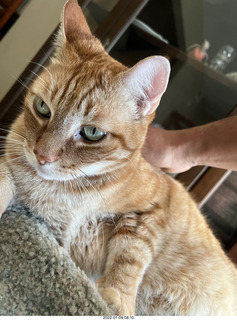 1077 a1a. my cat Max