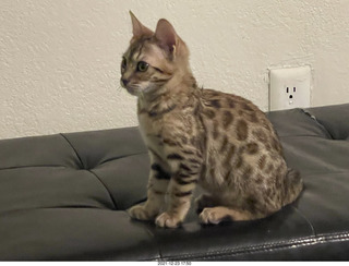 cat Potato and kitten Pickle