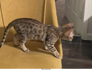 cat Potato and kitten Pickle