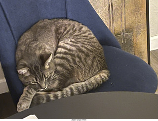 cat Potato and kitten Pickle