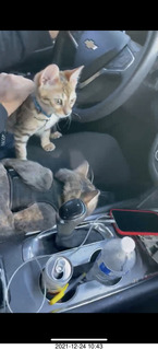 kitten Pickle and cat Potato in the car