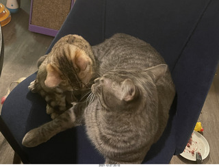 cat Potato and kitten Pickle