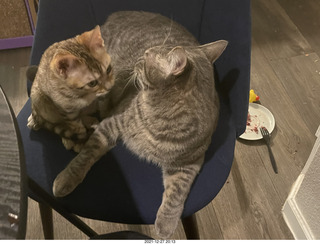 kitten Pickle and cat Potato together