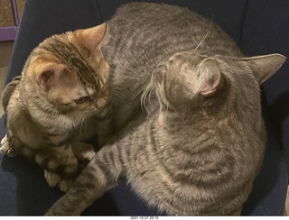 kitten Pickle and cat Potato together