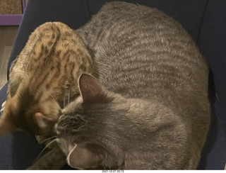 kitten Pickle and cat Potato together