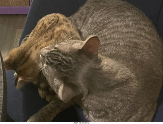 cat Potato and kitten Pickle