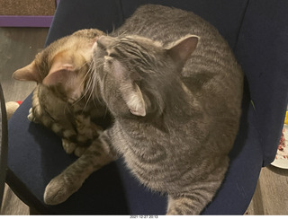 cat Potato and kitten Pickle