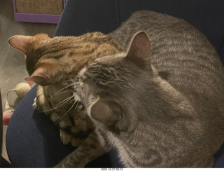 kitten Pickle and cat Potato in the car