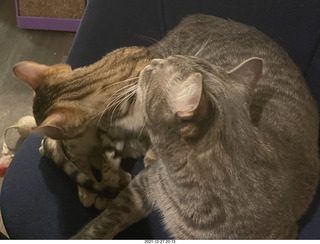 kitten Pickle and cat Potato together