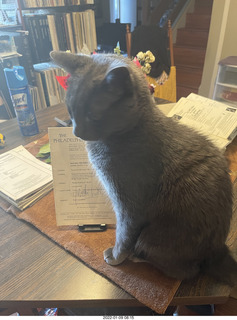 my cat Devin and flowers