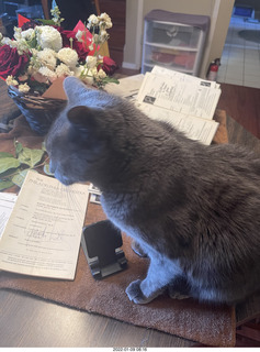 flowers and my cat Devin