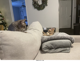 kitten Pickle and cat Potato together