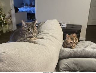 kitten Pickle and cat Potato together