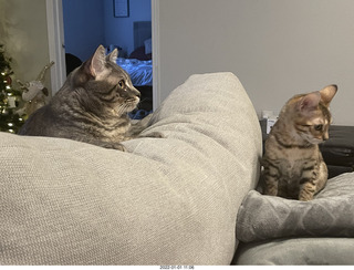 cat Potato and kitten Pickle cat Potato and kitten Pickle