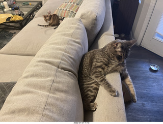 kitten Pickle and cat Potato together