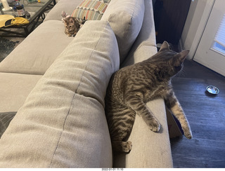 kitten Pickle and cat Potato together