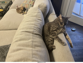 kitten Pickle and cat Potato kitten Pickle and cat Potato