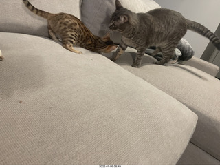 kitten Pickle and cat Potato kitten Pickle and cat Potato in the car