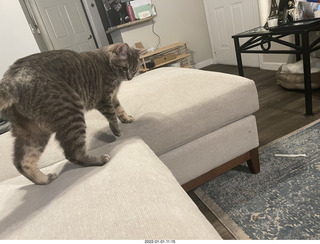 cat Potato cat Potato