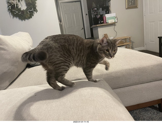 cat Potato and kitten Pickle cat Potato and kitten Pickle