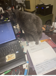 flowers and my cat Devin