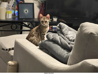 kitten Pickle and cat Potato kitten Pickle and cat Potato