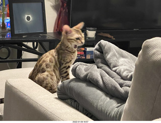 kitten Pickle kitten Pickle