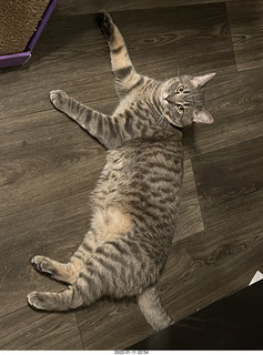 cat Potato and kitten Pickle cat Potato and kitten Pickle