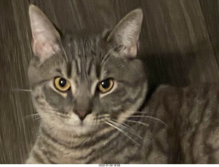 kitten Pickle and Adam kitten PIckle and Adam